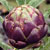 artichoke