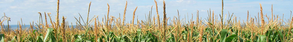 corn-field-banner