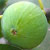 fig