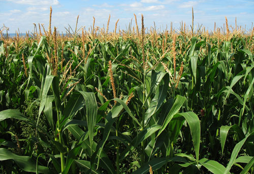 images/maize-field