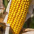 maize