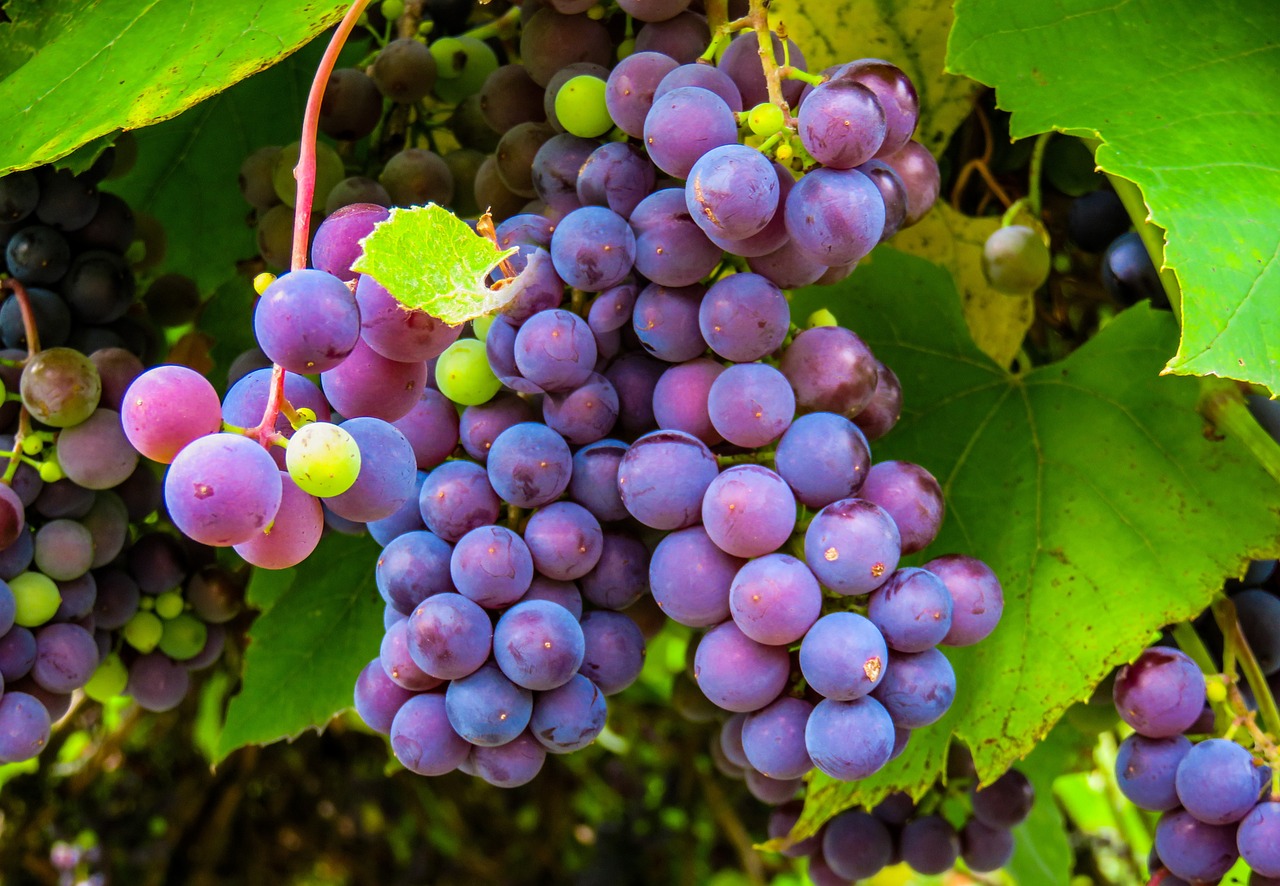 images/red-grapes