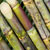 sugarcane